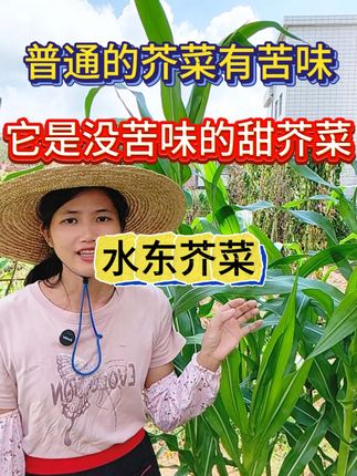 #我的乡村生活 #农业种植#芥菜