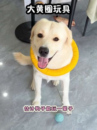 这个玩具圈圈真的太抗造了!只要你不扔掉估计能玩一辈子,拔河套狗,真的太好玩了!#萌宠好物 #狗狗玩具 #宠物玩具 #新手养狗 #大黄圈