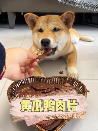 现在天气干燥易上火,给狗狗吃零食可以选这个黄瓜鸭肉片。#狗狗零食 #狗零食 #家有馋狗