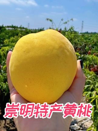 崇明岛本地黄桃现摘现发货甜香肉厚#新鲜采摘 #黄桃
