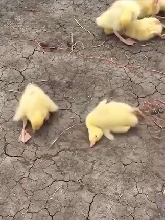 #养殖人加油 #服务三农支持三农 #养鹅技术#养鸭技术 #养鸡技术