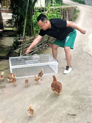 #鸽子笼 #笼子 #鸽子家禽 #好物推荐🔥