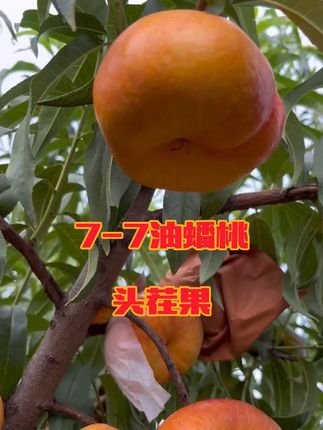 脆甜多汁的油蟠桃来了!包邮到家~ 最好吃的油蟠7-7,糖度19个以上,平均可达20个左右的糖度°又脆又甜,一口爆汁,全部果园直发,现摘现发!保证口感和品质