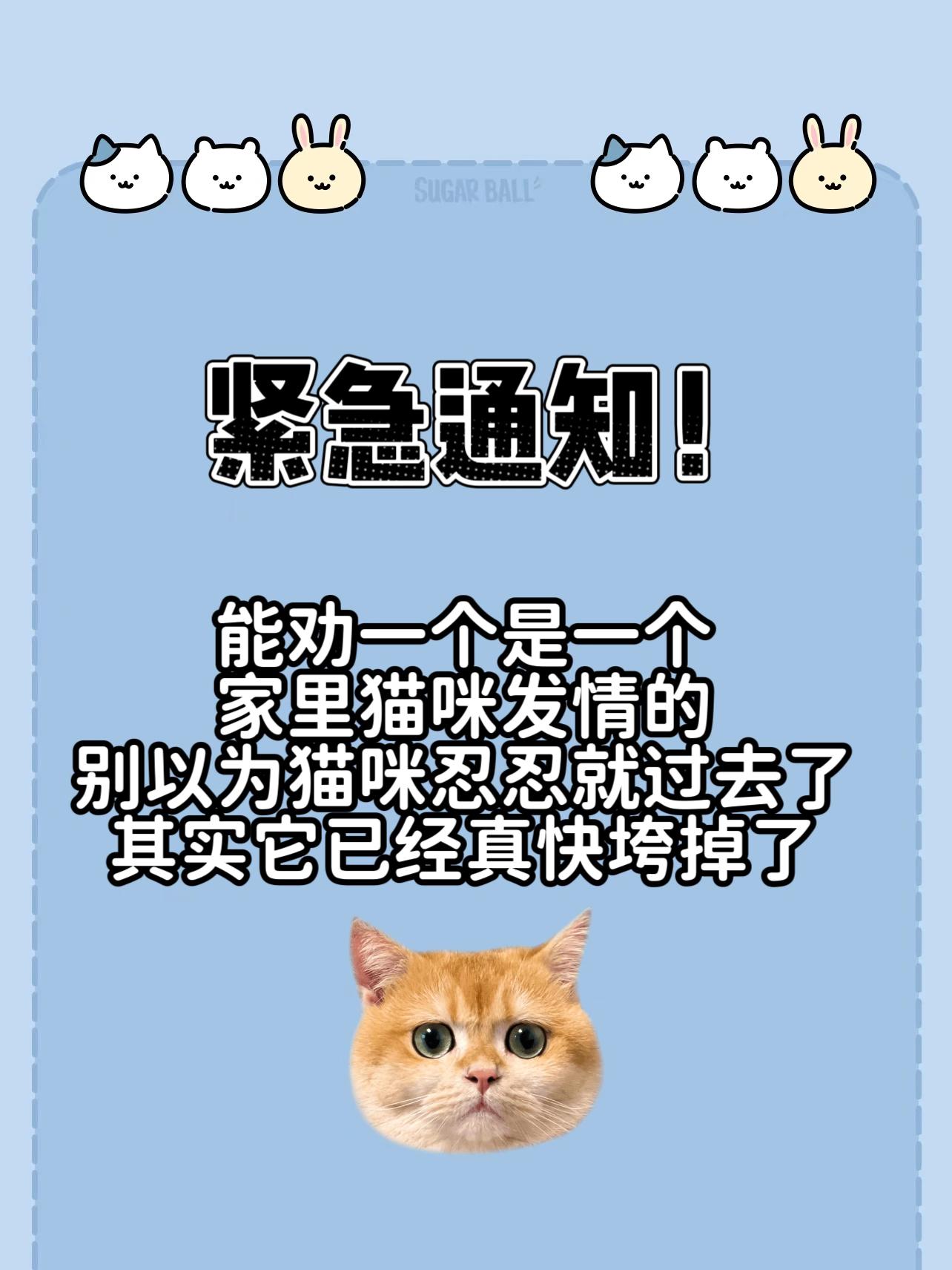 没必要再去担风险给猫咪做绝🥚育了,恋爱期用这个就可以安稳度过!#养猫经验分享#新手养猫#猫 #养猫人#猫咪发情