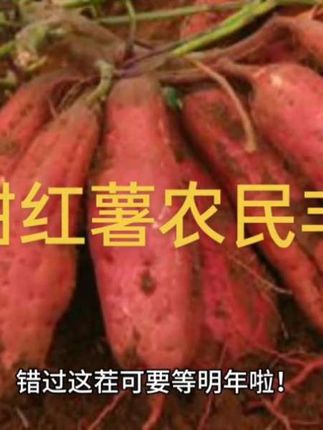 #舌尖上的抖音 #丰收的味道在抖音 #现挖红薯软糯香甜#半碗人间味 农民丰收