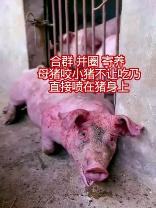 合群并圈,寄养,母猪咬小猪不让小猪吃乃,直接喷一喷立马停#养猪人 #养猪人加油干 #养猪技术#自繁自养