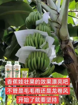 #香蕉种植#香蕉壮果 #水溶肥厂家 #丰收在望