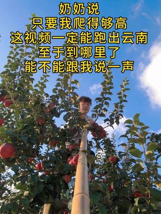 昭通丑苹果上糖心了喂#丑苹果#新农人计划2022 #生活