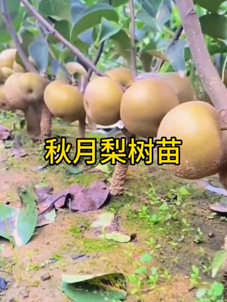 嫁接秋月梨树苗 晚熟果树苗梨苗庭院盆栽地栽南北方种植当年结果#秋月梨树苗