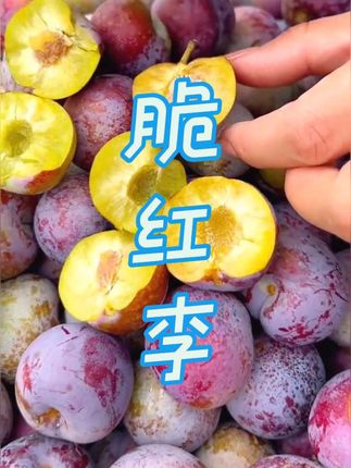 四川汶川高山脆红李 青脆多汁 脱骨离核#红李子#李子##优质农产品 #产地直发