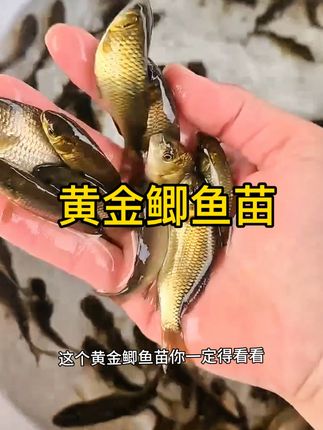 黄金鲫鱼体色金黄,生长快适应性强,成活率高养殖省心,易管理产量可观,市场认可度高养殖效益好,纯正品种祝您丰产#黄金鲫鱼苗 #优质鱼苗批发基地 #保质保量包售后 #渔场直发 #鱼苗