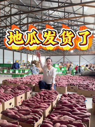 #地瓜丰收了 #大丰收#大东北特产