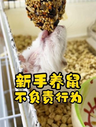 新手养仓鼠,不负责任的行为有哪些? #金丝熊 #仓鼠 #宠物吃货 #仓鼠零食 #仓鼠喂养攻略