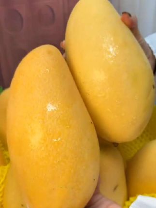 #金煌芒#快来一起尝个鲜 #鲜果采摘 #果园采摘 #要吃的快来哟