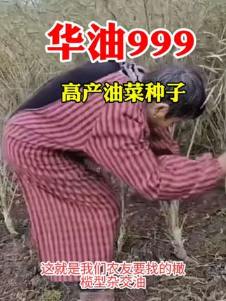世纪星华油999油菜种子抗病抗倒伏优货高产油菜种子高油铁杆油菜#华油999.它主要优势是抗病,抗旱、抗倒伏、抗寒、秸秆粗壮、分枝能力强。角果很多,角果大而长,籽粒密而饱满产量十分可观,出油率高#油菜种植#优质农产品 #好产品分享