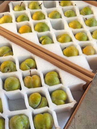 今年的四川蜂糖李,除了太少,没毛病!随时会下架!靠抢!#优质农产品 #四川蜂糖李 #太好吃啦 #脆甜多汁脱骨李