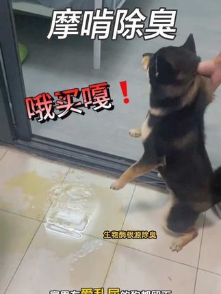 有了这个除臭剂,妈妈再也不反对我养狗了,根源除臭,更加彻底 #清洁神器 #摩啃除臭剂 #生物酶除臭剂 #养宠进阶指南