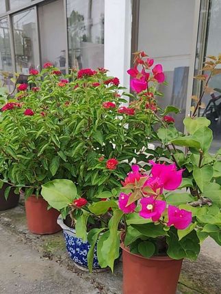 #新中式穿搭 #减龄百搭 #时尚百搭好看又实惠 #显贵穿搭 @DOU+小助手