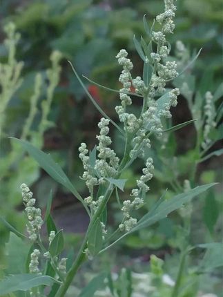 【新疆西藏包邮】变色防蓝光眼镜  钻石切边韩版超轻铜合金眼镜#抖音推广 #眼镜#爆款热卖中 #好物分享#抖音小助手