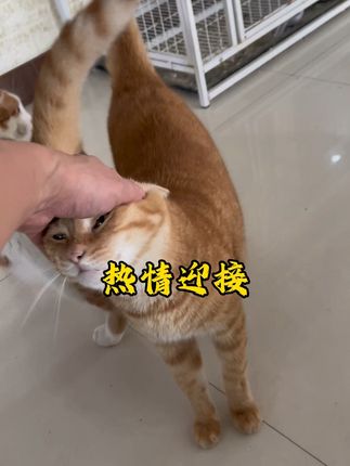 一群猫咪热情迎接,真的太解压了,一起吃点猫草果冻吧!#吃货猫 #毛孩子可以治愈一切烦恼 #猫草 #猫草果冻