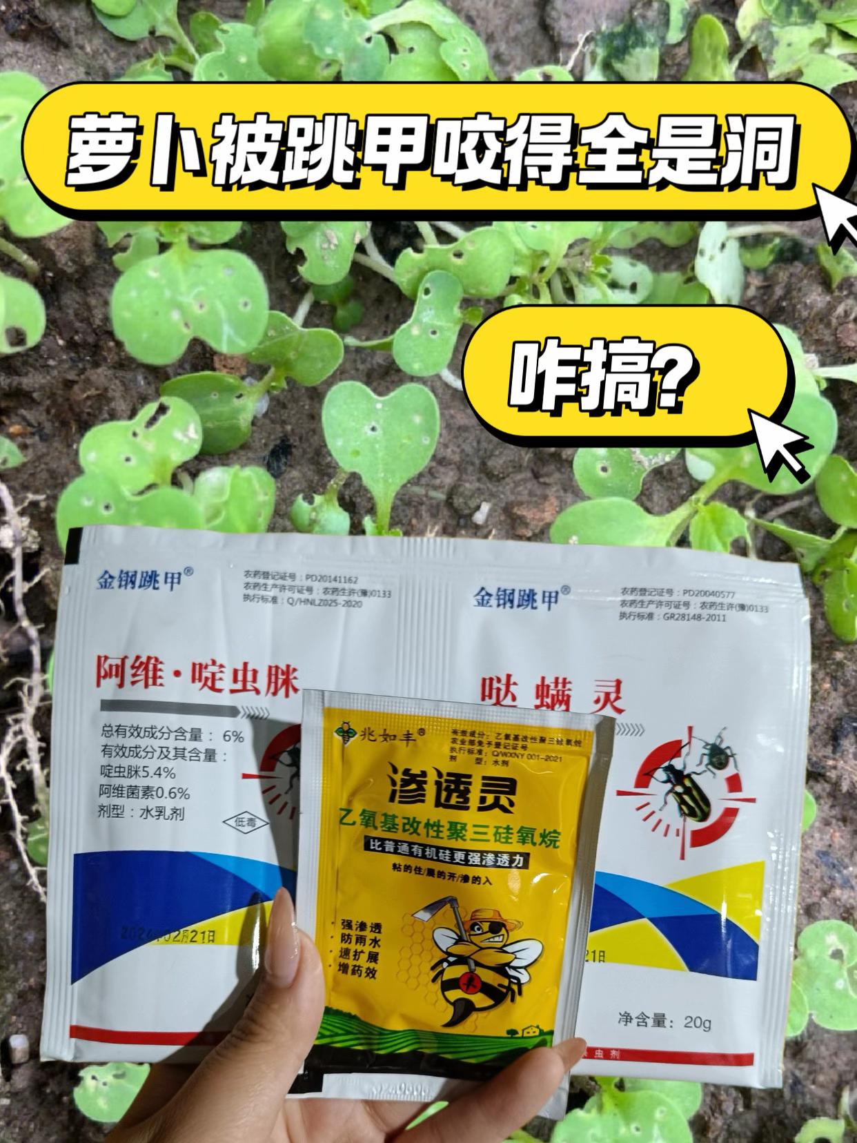 种植萝卜白菜的农友们来看一下,这个就是跳甲虫人送绰号叶菜杀手,咬的叶片上全是孔洞,幼虫吃根。成虫吃叶没过几天蔬菜叶片全部都被吃光了。他呢?能飞会跳,还会装死,幼虫躲在土里面打又打不着。想要彻底防治呢,其实也非常的简单,一定要用对药。建议使用这一套连本腮虫按和打满灵,连本腮虫按杀成虫,打满灵杀虫卵,再加上一包超润增效剂。虫卵双杀一套兑水三十斤,不管您种的是什么蔬菜,都可以使用,死虫快,杀虫又杀卵,有需要的朋友点击下方小黄车一套也能包邮到家。#病虫害防治 #杀虫剂 #跳甲#跳甲虫 #瓜果蔬菜