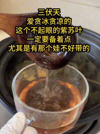 #韩明辰 #紫苏 在#三伏天 是个特别好的东西,爱贪凉又不想(秋后算贝长)的,紫苏一定要备着点,这里边都是古人的智慧#养生