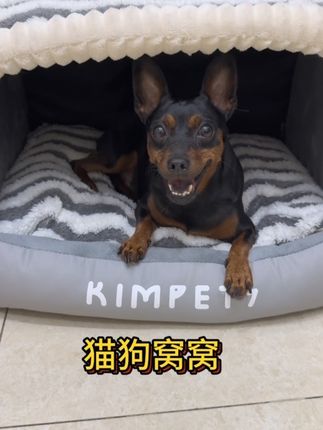 有猫有狗的赶紧安排上吧 #猫窝 #狗窝 #冬天狗窝 #冬天猫窝 #萌宠好物