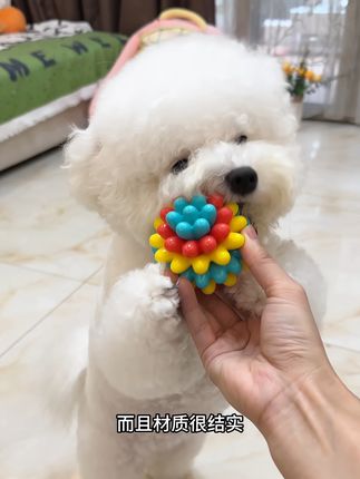 没想到就这么一个小玩具球我家小狗会那么喜欢玩#狗狗磨牙玩具#狗狗解闷玩具#狗狗洁牙玩具 #宠物玩具球#养宠人的治愈谁懂啊