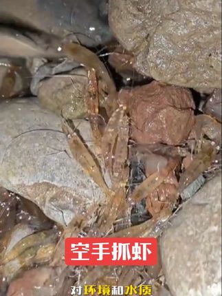 #虾上岸 #捕虾神器 #空手抓虾 #捕虾灵 #憋虾
