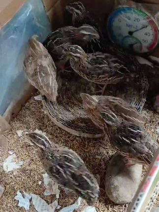 #鹌鹑活苗 #鹌鹑苗 #鹌鹑 #萌宠 #家禽养殖