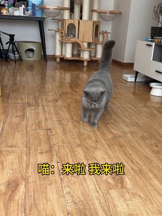 磨牙洁齿促进肠胃蠕动增强食欲还可以排毛球