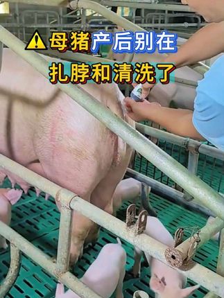 母猪产后别再扎脖和清洗了#母猪产后 #养猪人#养猪人 #养猪加油干