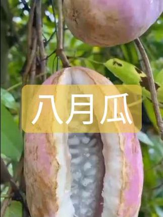 这个就是传说中的八月瓜,又叫预知子,因为瓜藤会提前一个月告知人们它要成熟了。#八月瓜#太好吃了#优质农产品#我的乡村生活#丰收的味道在抖音 @DOU+小助手 @抖音创作小助手