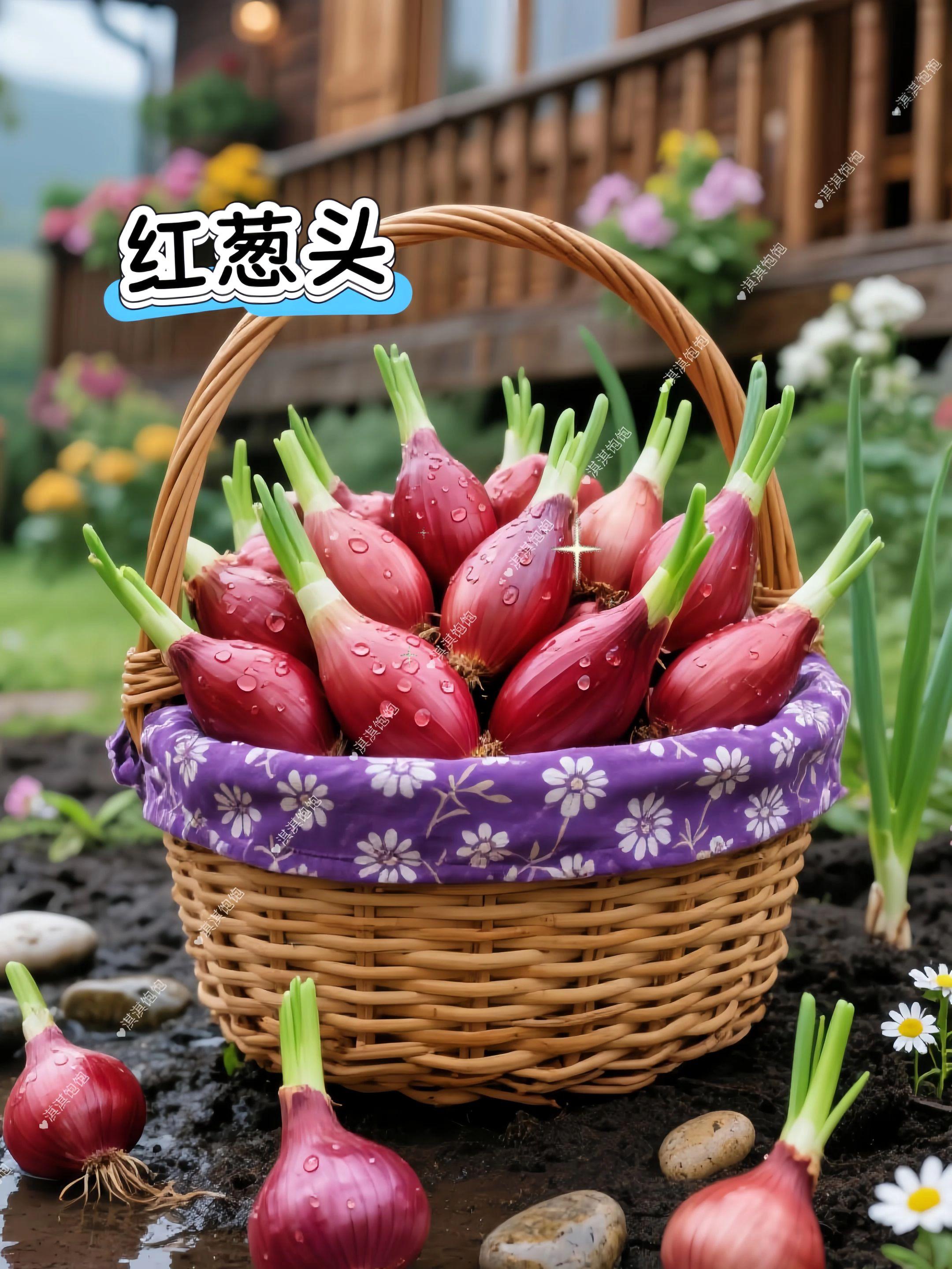 红葱头 香葱 红皮小香葱头。#家庭种植 #阳台种植 #种菜 #葱 #小香葱