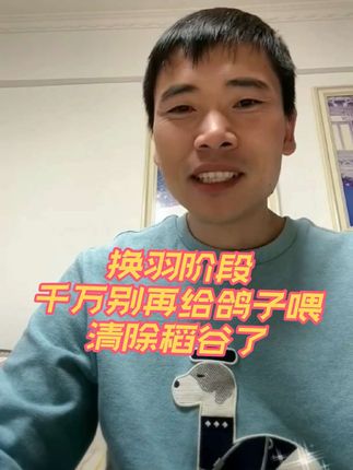 蛋白粉对鸽子有什么作用?#信鸽赛鸽 #赛鸽比赛 #职业赛鸽