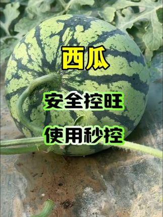 西瓜安全控旺不控花果#农业种植 #种植小技巧 #控旺剂