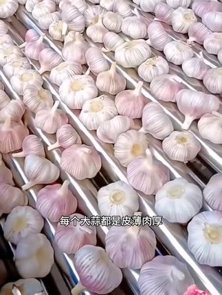 #紫皮大蒜 #优质农产品 #口感非常好 #营养丰富 #现摘新鲜水果