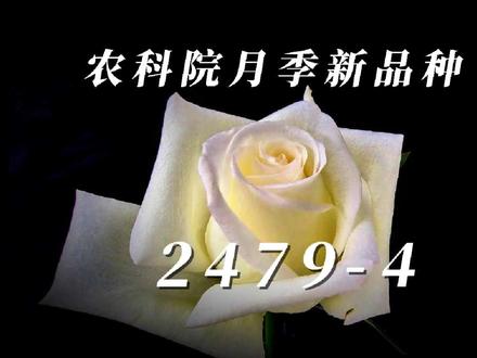 农科院月季新品种征名
名称被采用将有小惊喜
多样自主知识产权新品月季,为企业农户带来丰富选择!云南省农业科学院花卉研究所搭载全生命周期智能决策系统,配上绿色病虫害防控方案,精准破解育种推广难点。叠加新品利好政策加持,经严格市场测试推广保驾护航,让每一株月季都带着“科技内核”延时绽放、持久绚烂。
从“跟跑”到“并跑”再到细分领域“领跑”,中国月季选育迈入自主创新新时代。这场新品与技术的盛宴,推动花卉产业从“美丽颜值”向“科技内核”跨越,助力“美丽产业”升级为“幸福产业”。未来,产学研深度融合与政策红利持续释放,月季产业的“中国风”“中国芯”“中国造”将香飘世界,让这朵“幸福之花”延时绽放的美好,遍布中国、惊艳全球!#国产月季