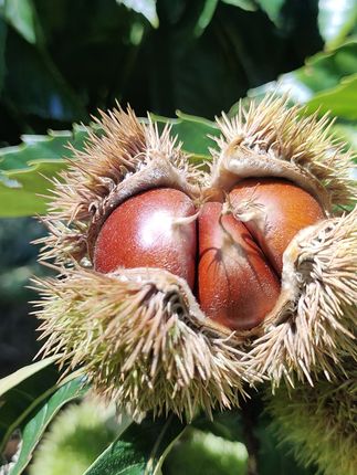 云南高山板栗 我谁都不羡慕,我就羡慕我老公,老家农闲时他没班上,天天钓鱼,老家农忙时他突然就有班上了,还是不能请假的那种……#新农人 #云南高山板栗#大自然的馈赠 #丰收在望