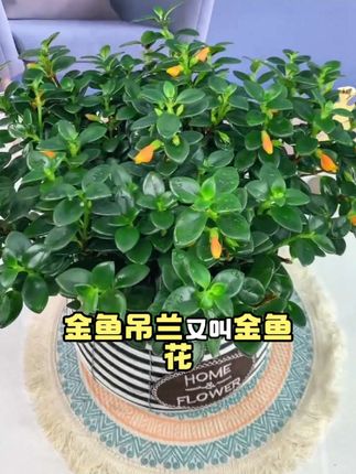 家里一定要养一盆金鱼吊兰,又叫金鱼花,它的花朵像小金鱼路过海藻群一样,美观又大方,而且非常好养,放在散光通风处就能存活。它喜温暖,怕强光,是出了名的耐寒植物,一年四季常绿,还能净化空气,特别适合在家里养护。喜欢的朋友赶紧点击下方链接购买吧!#爱生活爱养花 #绿植盆栽 #强烈推荐 #净化空气 #金鱼吊兰