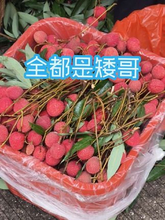 全都是矮哥#荔枝熟了 #荔枝 #优质农产品 #应季水果 #莆田