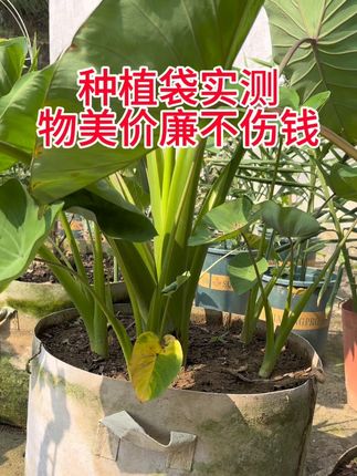 这个美植袋我会一直回购,因为还打算继续种很多品种的果树#美植袋#美植袋种树