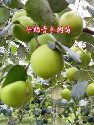 大青枣树苗牛奶枣苹果枣蜜丝枣水果树苗南北方种植南方盆栽水果苗#大青枣树苗 #家庭种植果树 #牛奶枣树苗 #优质种苗 #果树苗