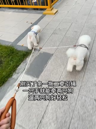 超好用的一拖二牵引绳,很轻巧,一个人遛两只狗超轻松,真的巨好用!! #狗狗狗狗 #宠物狗 #小比熊 #遛狗 #比熊犬