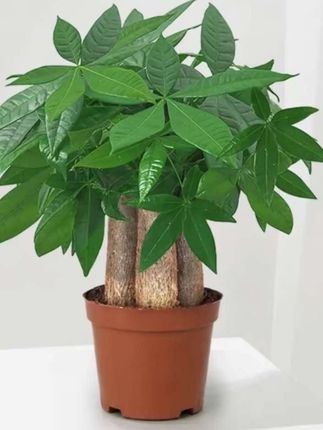 #发财树 #发财树养护 #发财树盆栽 #花卉绿植盆栽 #好东西一起分享
