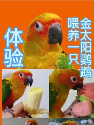 汉堡吃东西太治愈了,视频最后是汉堡吃奶的视频,超可爱ớ ₃ờ #养鹦鹉的日常 #宠物 #鹦鹉🦜 #鹦鹉美食家 #手养鹦鹉好可爱