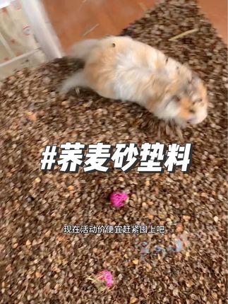 26:鼠鼠荞麦砂垫料太惊艳了!一个月不用换!!#金丝熊垫料 #仓鼠垫料 #荞麦砂 #金丝熊 #仓鼠