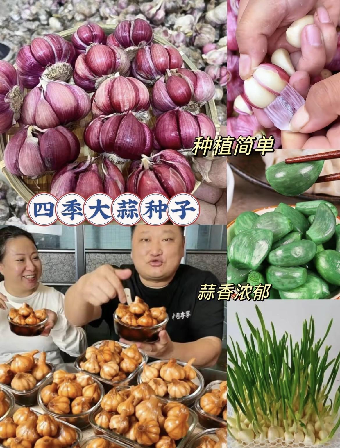 #紫皮大蒜种子#可吃可种#优质农产品 #口感特别好 #三农