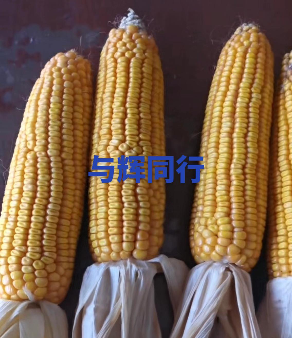 大天116。#音乐种草计划 #西街口润迪农资 #玉米 #北大村润迪农资