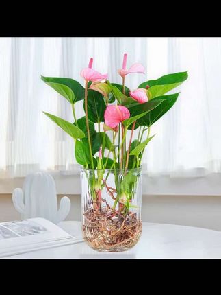 #花粉掌 【花伴水】3-5朵花粉掌红掌盆栽绿植水培植物水养美观桌面室内盆栽#红掌盆栽 #水培植物 #水培粉掌